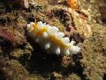 Phyllidia ocellata